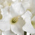Classic White Amaryllis Flower – Everbloom Collection- Set of 3 Hill Interiors