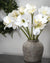 Classic White Amaryllis Flower – Everbloom Collection- Set of 3 Hill Interiors