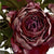 Dusty Pink Spray Rose Peony – Everbloom Collection- Set of 3 Hill Interiors