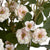 Cream Wild Meadow Rose – Everbloom Collection- Set of 3 Hill Interiors