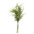 Asparagus Fern Bunch – Everbloom Collection- Set of 3